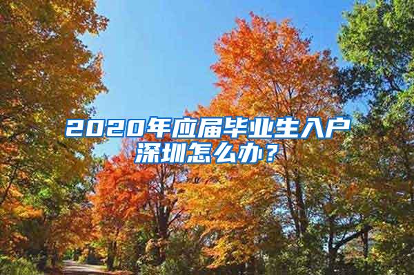 2020年应届毕业生入户深圳怎么办？